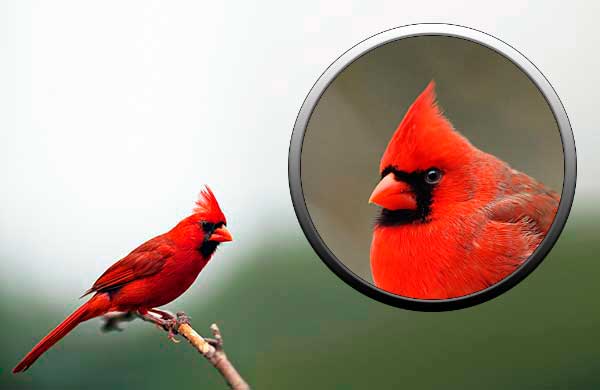 Птица красный кардинал